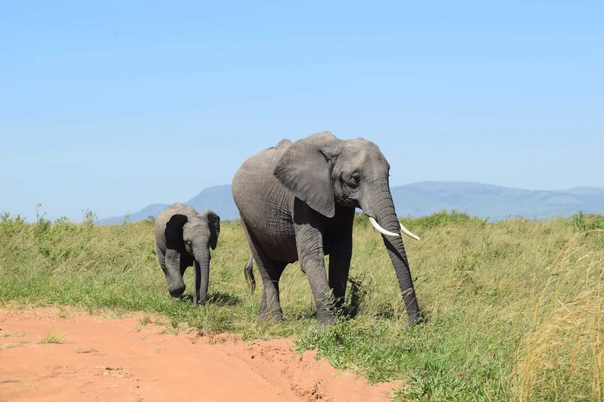 Kenya's Premier Wildlife Spot