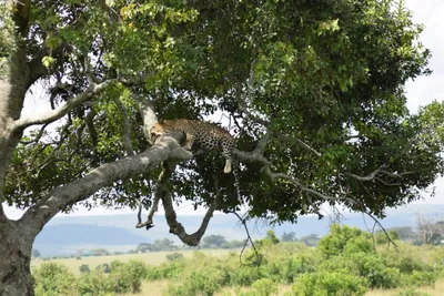 Nashulai Safari