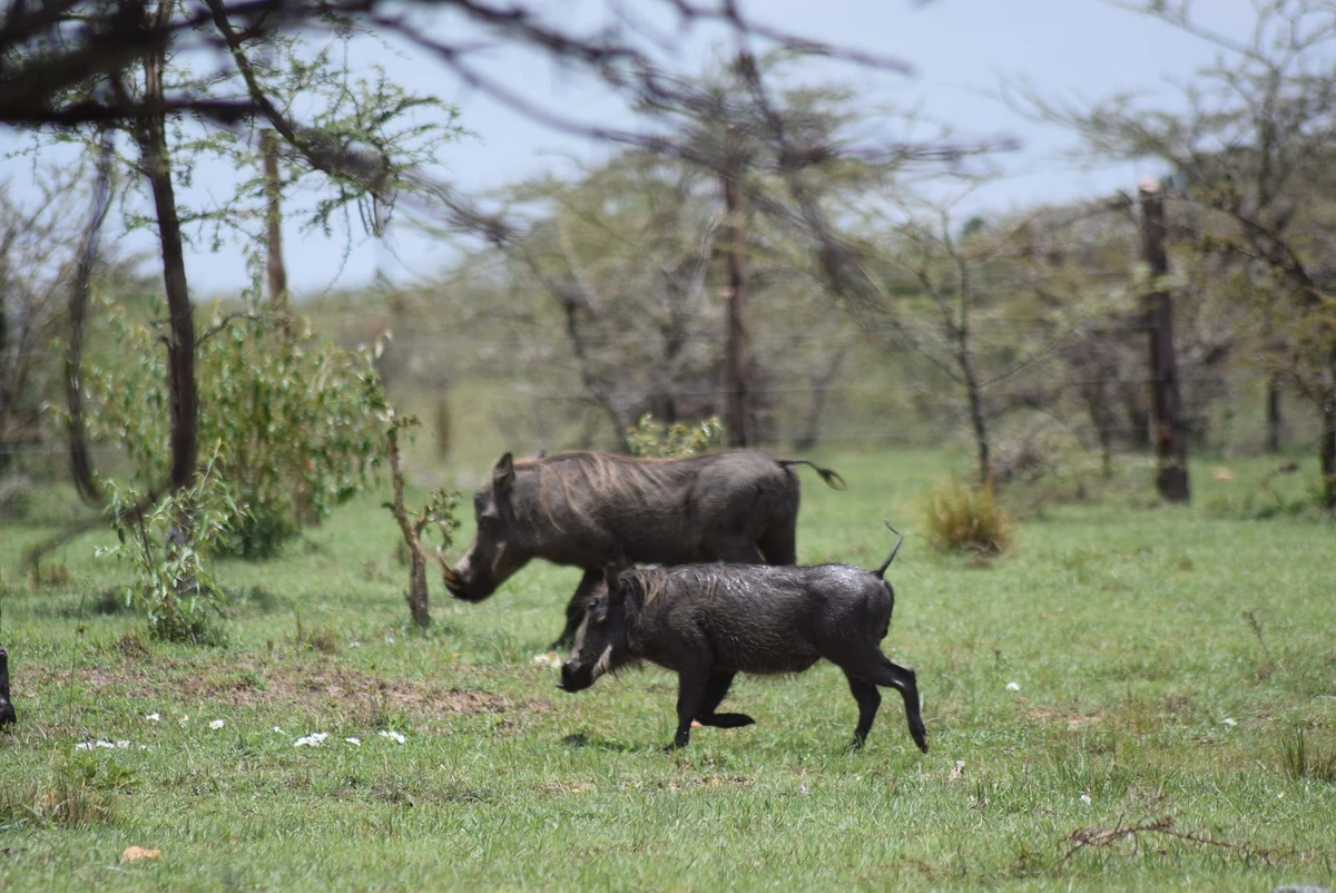 Bush Dining