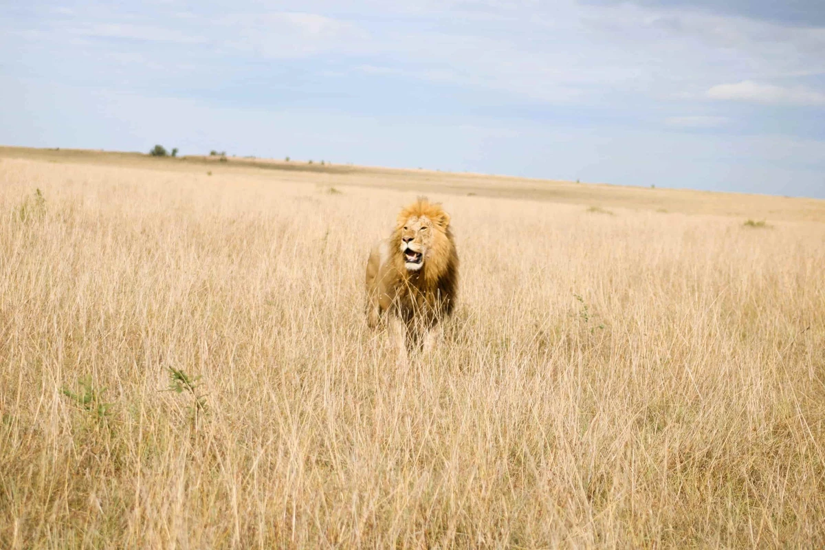 Getting to Masai Mara