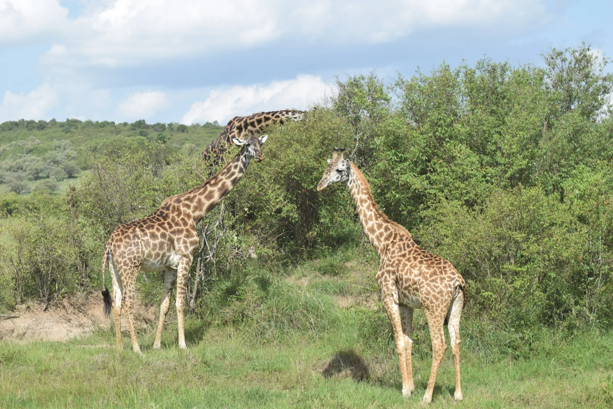 Giraffes in Nashulai Conservancy