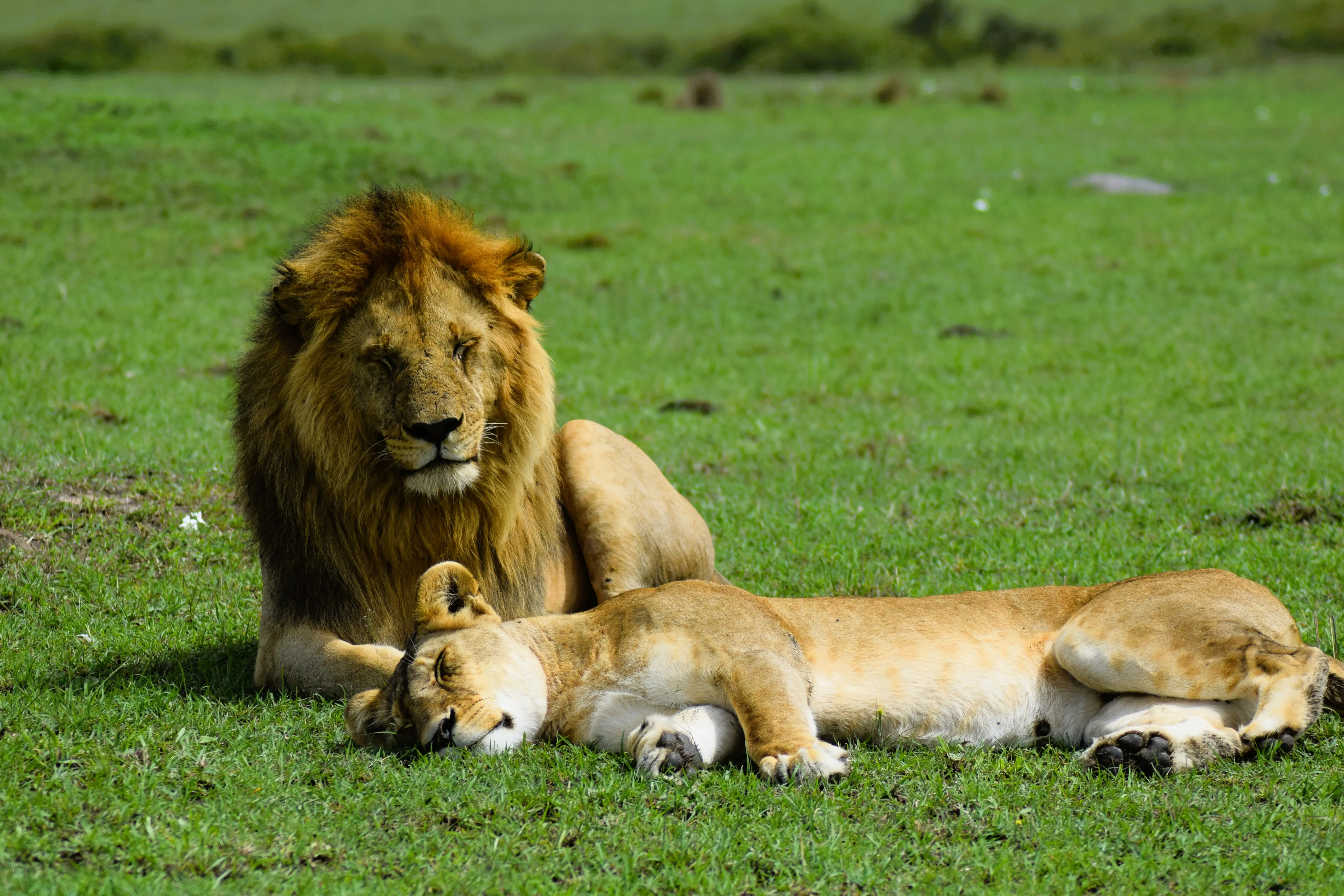 Lions in Masai Mara