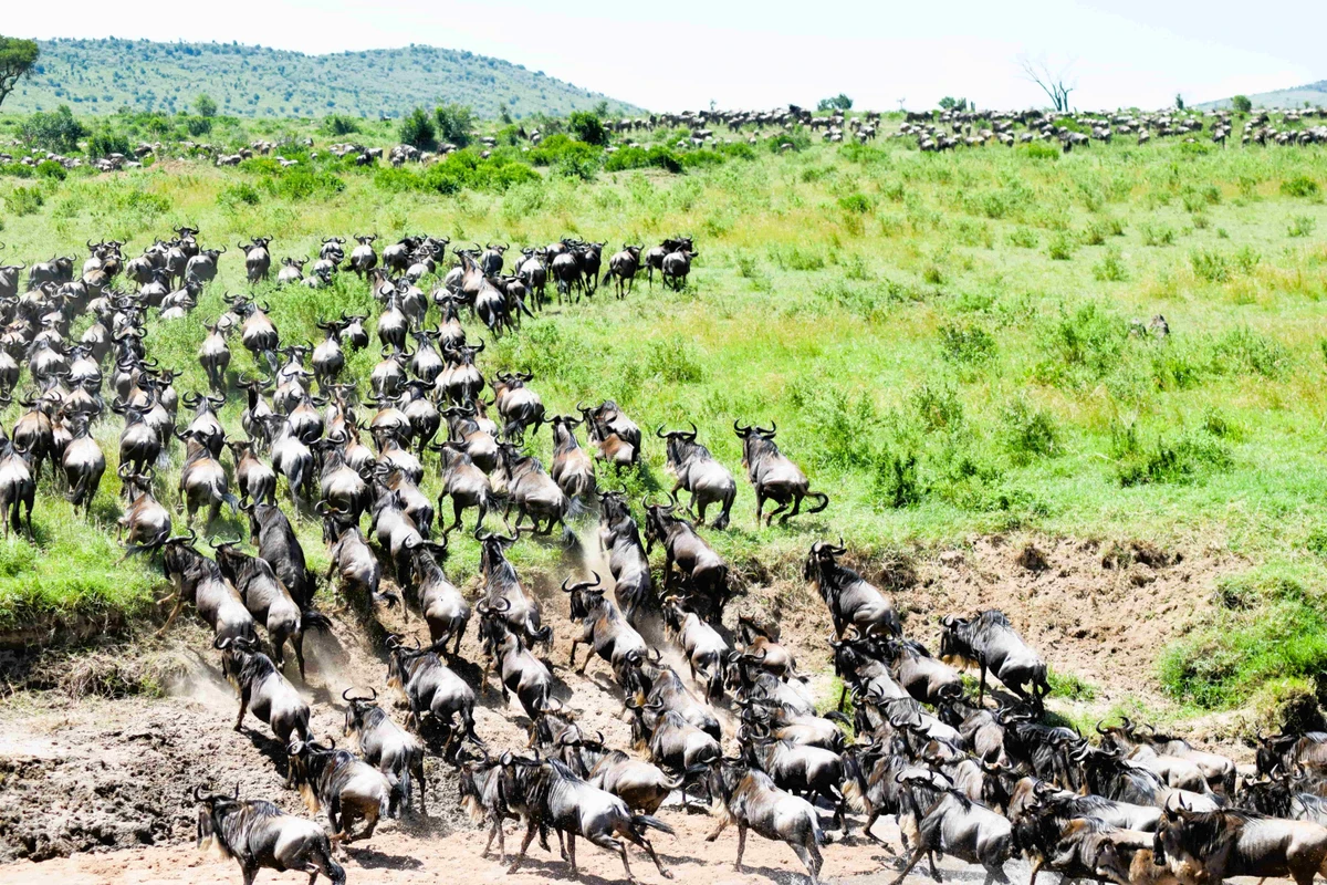 The Great Migration: Nature's Netflix (But Way Better)