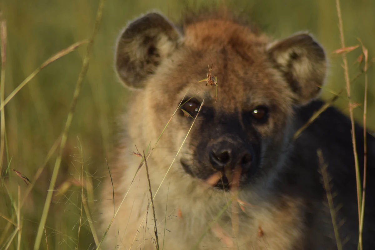 Getting to Masai Mara: Essential Guide