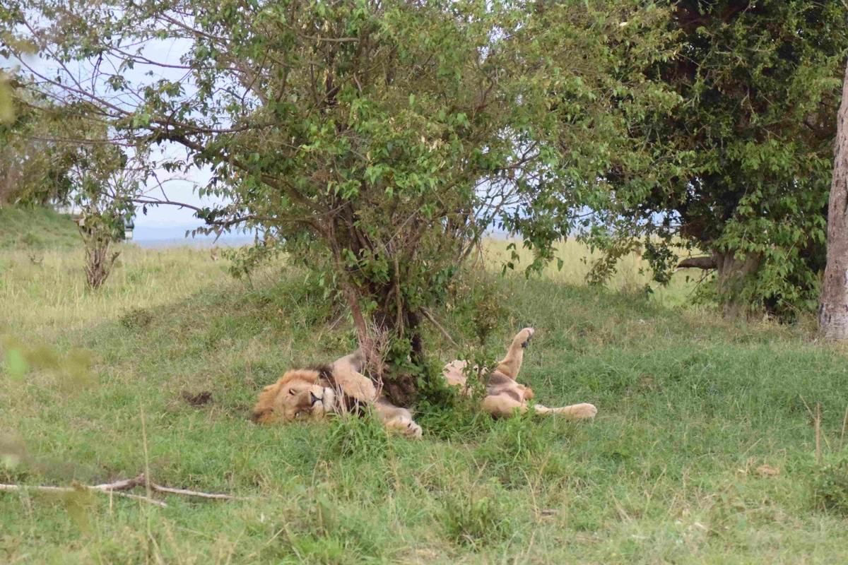 Best Time to Visit Masai Mara