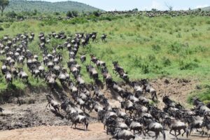 The Great Migration In Maasai Mara