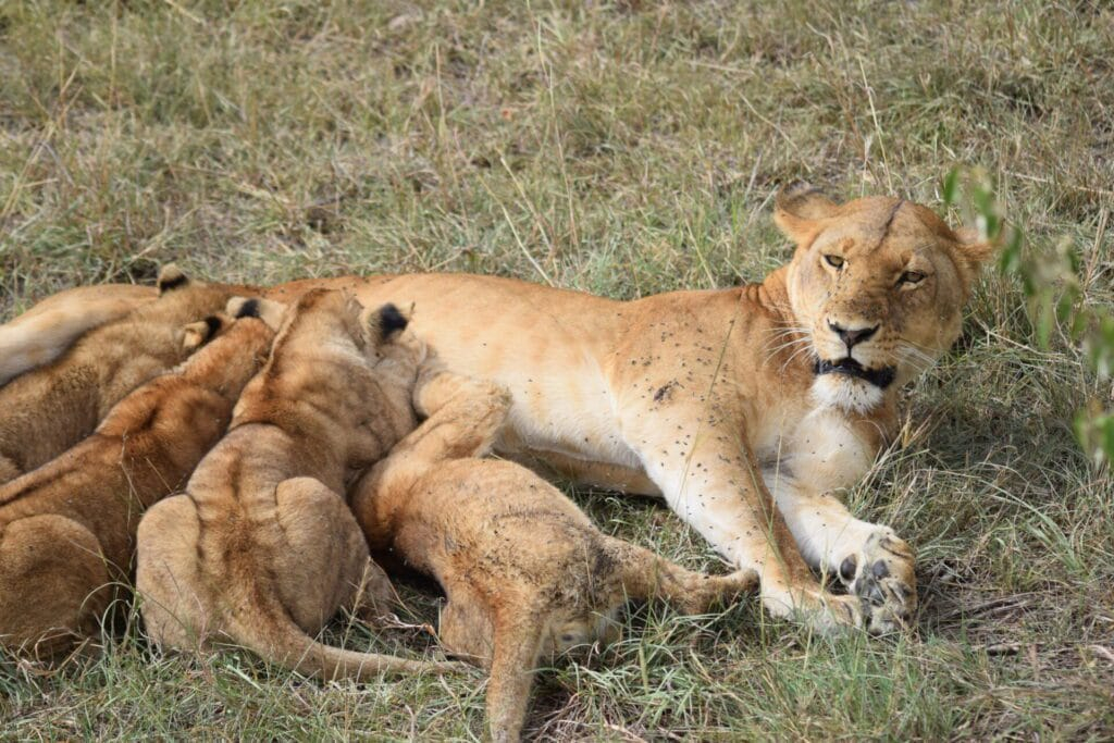 Best time to visit Masai Mara