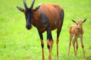 Topi and new born baby